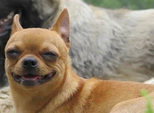 【开心一笑】 笑死几十万人的笑话 绝对经典!