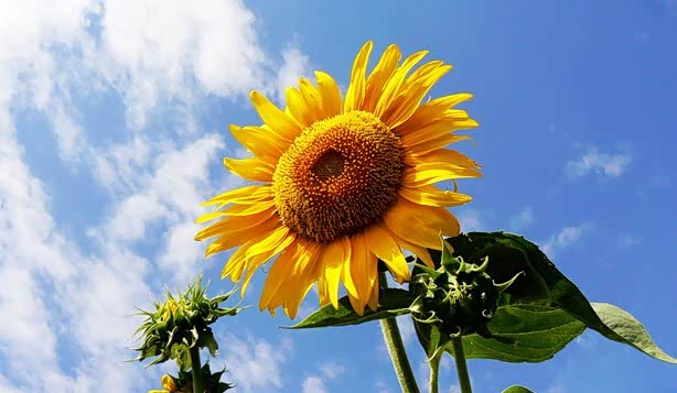 【云南英茂商务上海大众 的小明故事_英茂商务