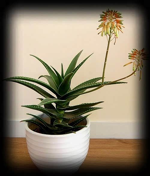 【史上最全吸毒植物 赶快选一盆搬回家_榆林益