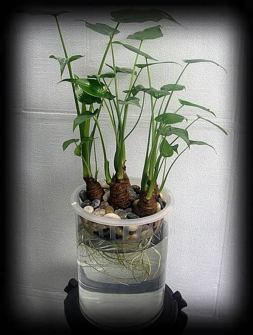 【史上最全吸毒植物 赶快选一盆搬回家_榆林益