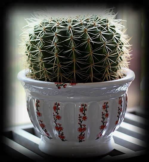 【史上最全吸毒植物 赶快选一盆搬回家_榆林益