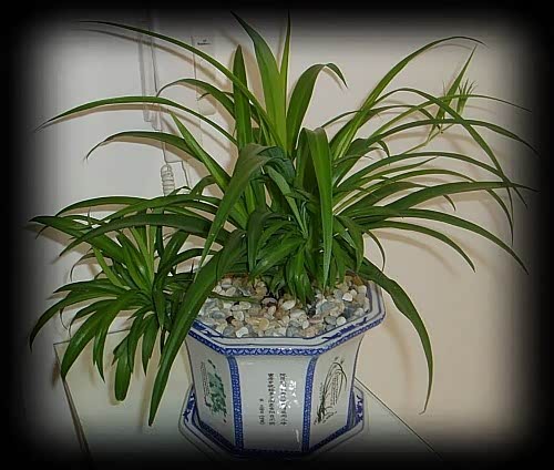 【史上最全吸毒植物 赶快选一盆搬回家_榆林益