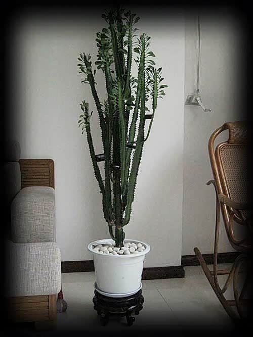 【史上最全吸毒植物 赶快选一盆搬回家_榆林益