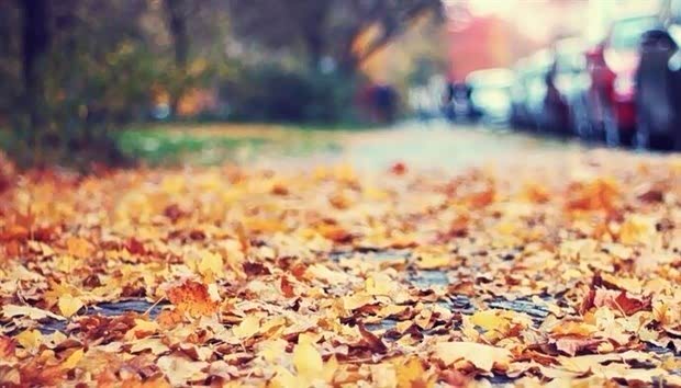 【落叶季节 您的爱车需要注意这些!_宜春和顺