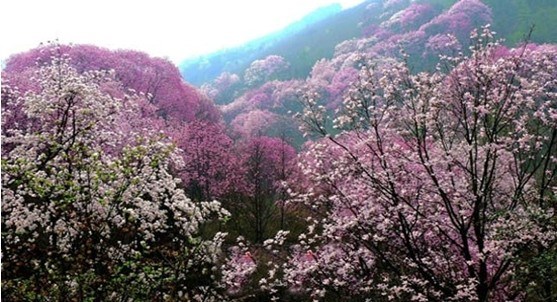 首页 经销商信息 > 正文  药王谷位于绵阳市北川羌族自治县与江油市