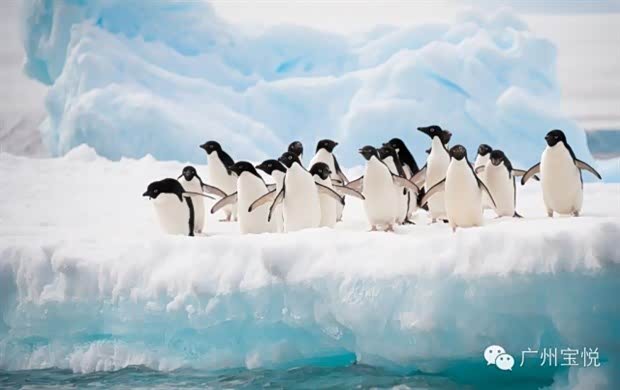 【冬天去哪儿 冬天我们一起去南极吧!_广州宝