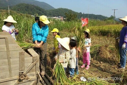 【跟着爸妈去割禾 秋割 野炊一天亲子游_佛山