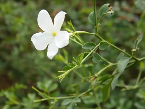 中兴汽车与您共同探秘横县茉莉花之源