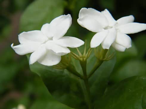 中兴汽车与您共同探秘横县茉莉花之源