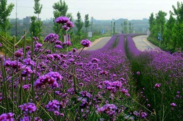 【图】林肯 感受的艺术熏陶 享受沁人的花海
