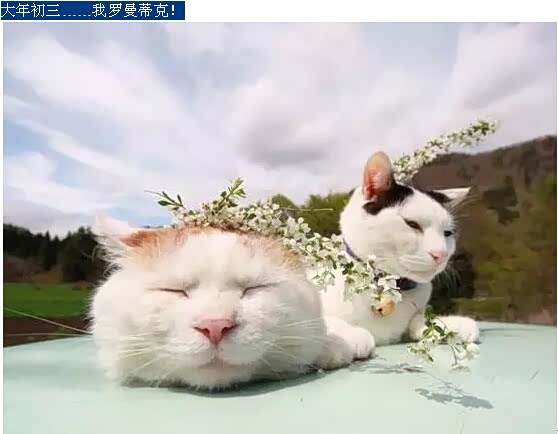杭州猫叔运营,猫叔餐饮
