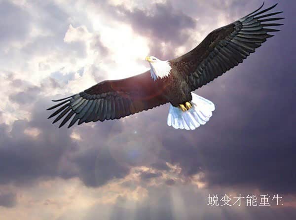 【像雄鹰一样蜕变的铃木展厅已蓄世待发_江门市天泰汽车新闻】-汽车之家