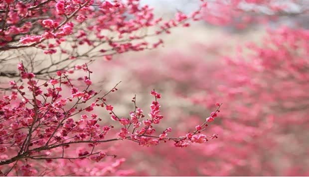 【云南欧驰樱花节圆通山东风标致特卖会_云南