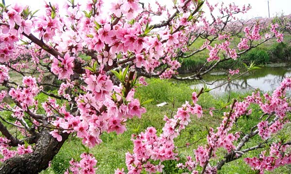 【图】春光大好 余姚周边有这些赏花好去处