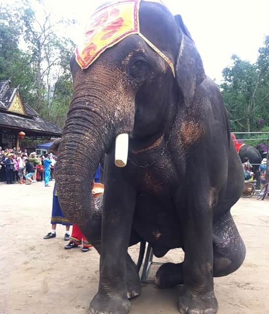 【华星名仕汇 云南自驾游 西双版纳野象谷_华星名仕龙潭店新闻】-汽车之家