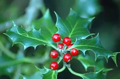 【圣诞节快乐 你知道圣诞的由来吗_美昌阳光新