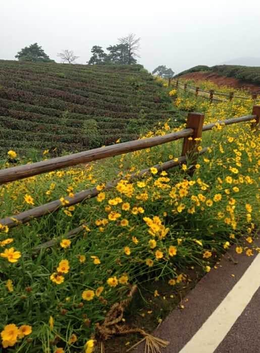 【优悠春天里-无锡联众宜兴一日游活动_无锡联