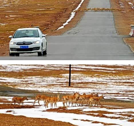 【800公里长跑 世嘉征战可可西里无人区_中汽