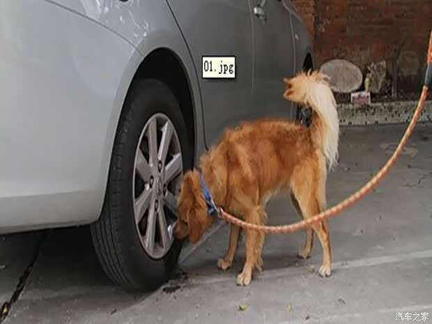 【图】狗尿袭胎危害大六招阻挡坏狗近车撒泼