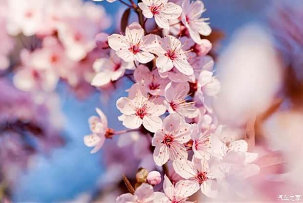 【气清景明!金裕宝和您相约化隆花海!_青海金裕宝新闻资讯】-汽车之家