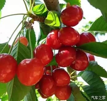 【图】六一儿童节巨丰弘迪邀您亲子采摘自驾游