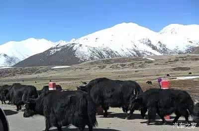 【跨雪山 穿峡谷 自驾中兴皮卡车进藏之旅_哈