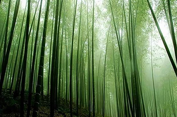 【图】双龙汽车推荐 浙江安吉 乌镇自驾游